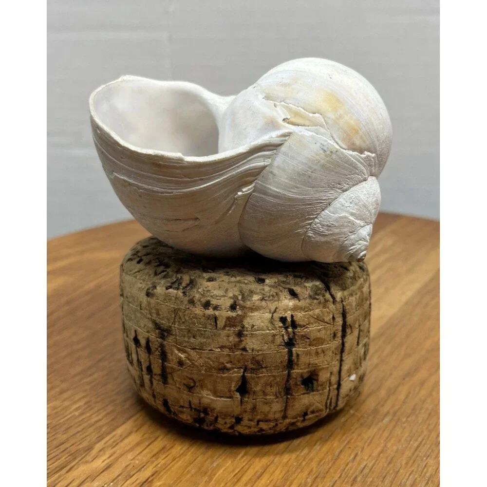 Vtg Natural Sea Moon Snail Rustic Resting Cork Base Nautical Home Decor Beach